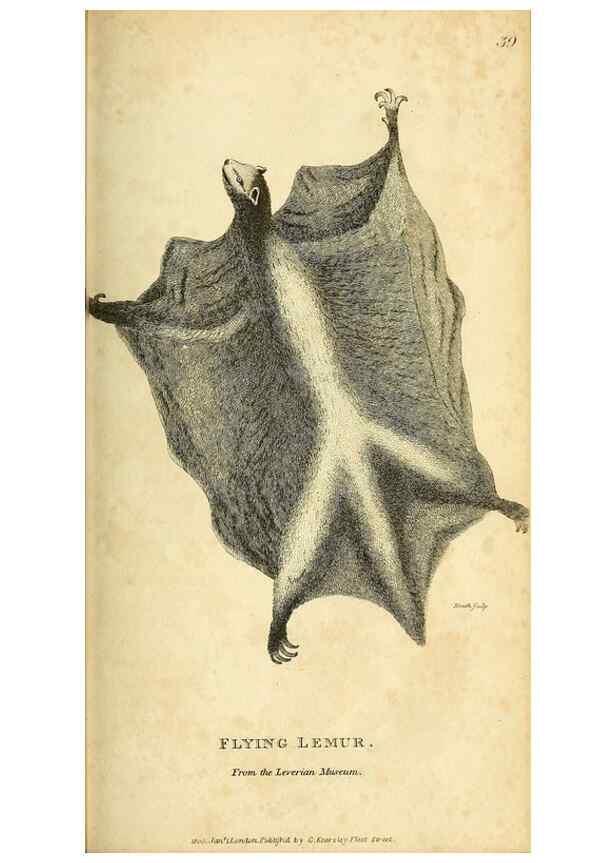 Reproducción/Reproduction 49825881173: General zoology, or Systematic natural history. London,Printed for G. Kearsley,1800-1826.. 