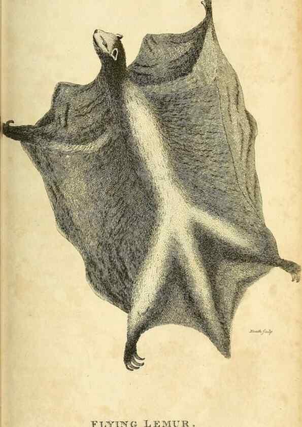 Reproducción/Reproduction 49825881173: General zoology, or Systematic natural history. London,Printed for G. Kearsley,1800-1826.. 