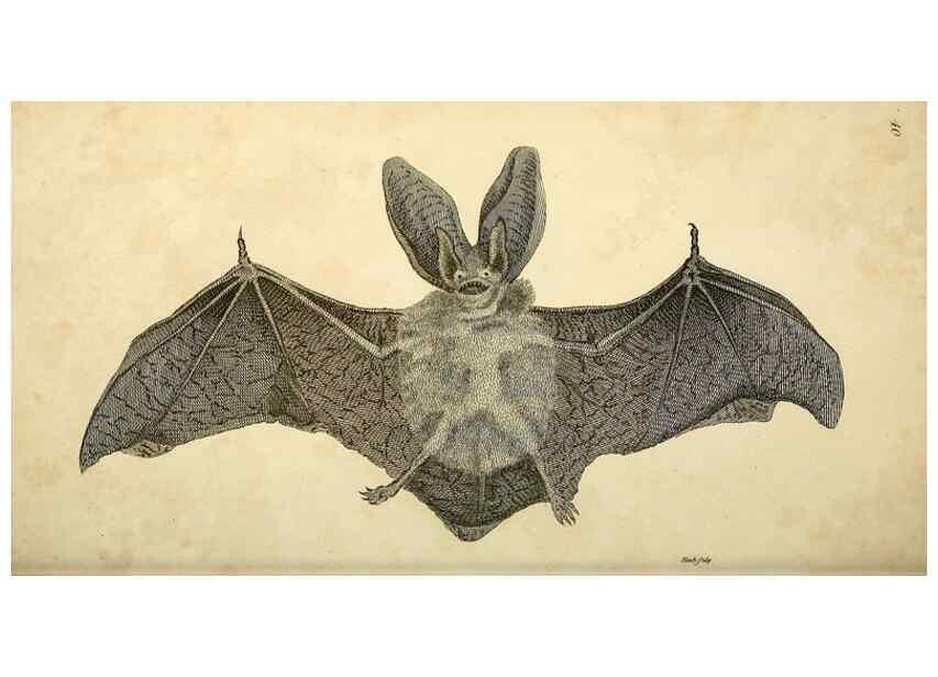Reproducción/Reproduction 49826731767: General zoology, or Systematic natural history. London,Printed for G. Kearsley,1800-1826.. 