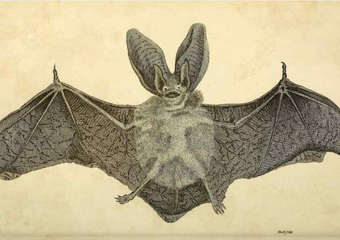 Reproducción/Reproduction 49826731767: General zoology, or Systematic natural history. London,Printed for G. Kearsley,1800-1826.. 