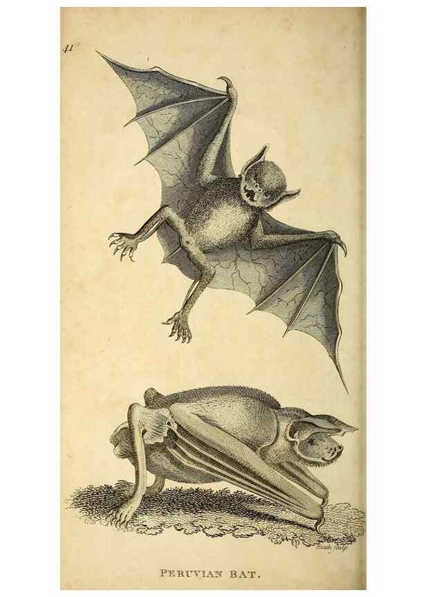 Reproducción/Reproduction 49826415711: General zoology, or Systematic natural history. London,Printed for G. Kearsley,1800-1826.. 