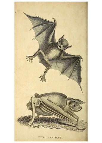 Reproducción/Reproduction 49826415711: General zoology, or Systematic natural history. London,Printed for G. Kearsley,1800-1826.. 