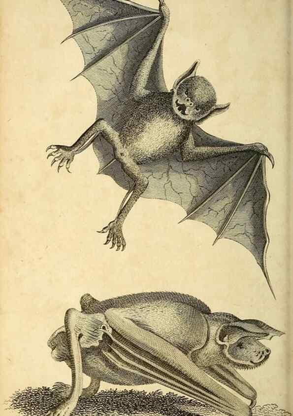 Reproducción/Reproduction 49826415711: General zoology, or Systematic natural history. London,Printed for G. Kearsley,1800-1826.. 