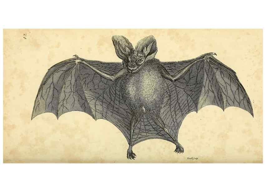 Reproducción/Reproduction 49826416201: General zoology, or Systematic natural history. London,Printed for G. Kearsley,1800-1826.. 