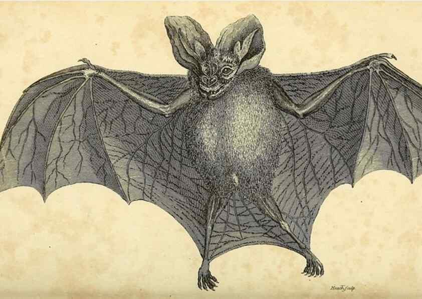 Reproducción/Reproduction 49826416201: General zoology, or Systematic natural history. London,Printed for G. Kearsley,1800-1826.. 