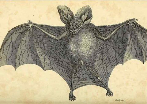 Reproducción/Reproduction 49826416201: General zoology, or Systematic natural history. London,Printed for G. Kearsley,1800-1826.. 