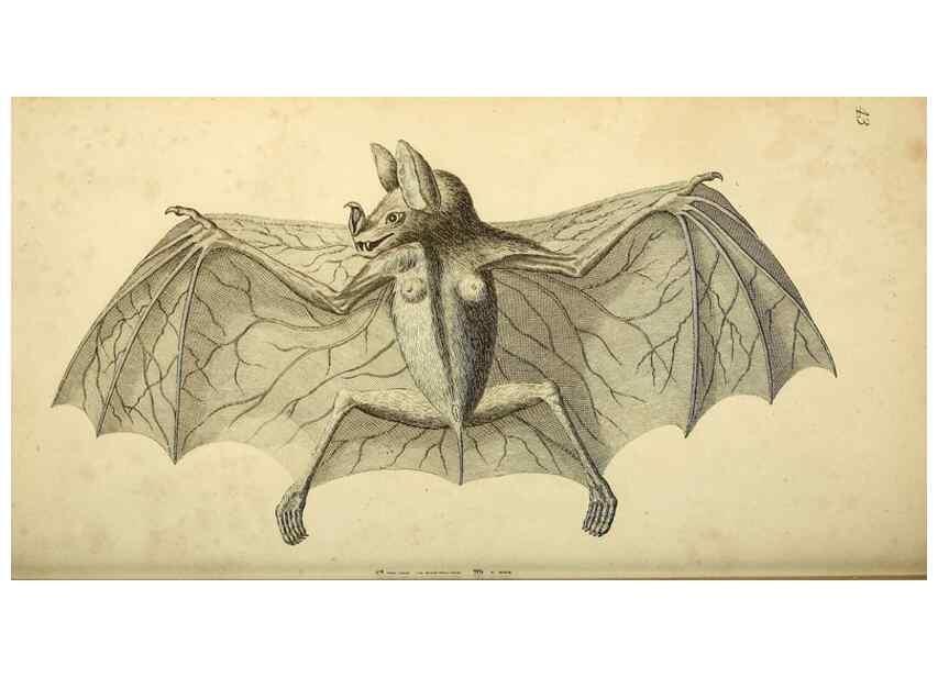 Reproducción/Reproduction 49826733462: General zoology, or Systematic natural history. London,Printed for G. Kearsley,1800-1826.. 