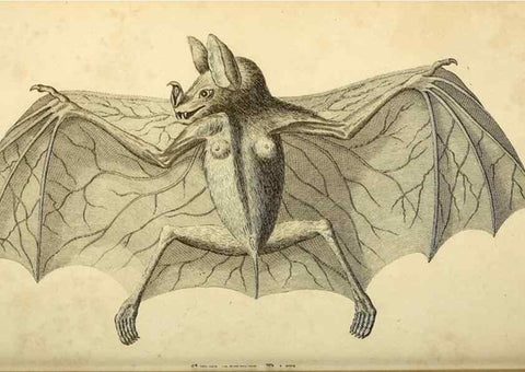 Reproducción/Reproduction 49826733462: General zoology, or Systematic natural history. London,Printed for G. Kearsley,1800-1826.. 