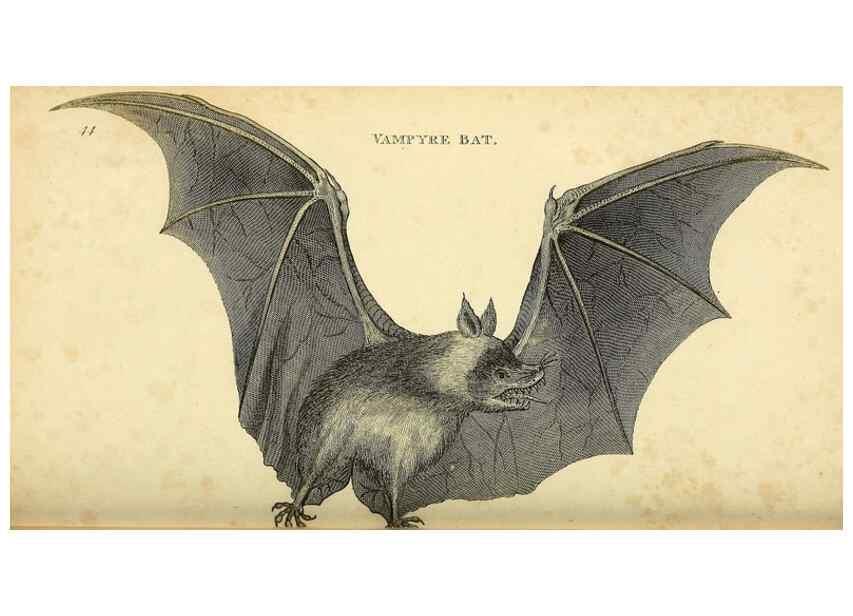 Reproducción/Reproduction 49825883908: General zoology, or Systematic natural history. London,Printed for G. Kearsley,1800-1826.. 