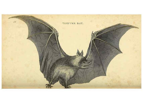 Reproducción/Reproduction 49825883908: General zoology, or Systematic natural history. London,Printed for G. Kearsley,1800-1826.. 