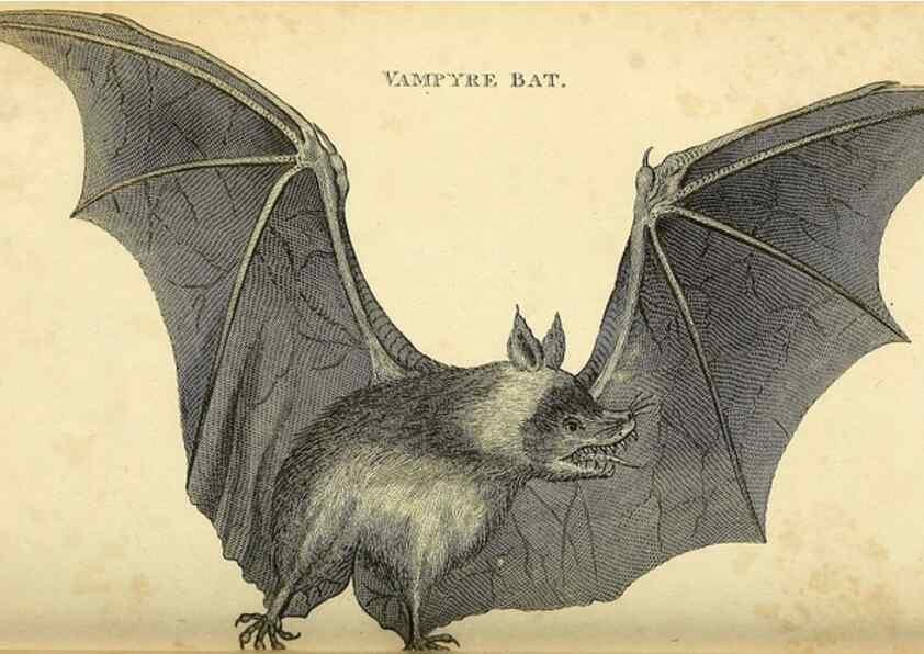 Reproducción/Reproduction 49825883908: General zoology, or Systematic natural history. London,Printed for G. Kearsley,1800-1826.. 