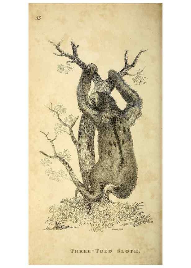 Reproducción/Reproduction 49825884353: General zoology, or Systematic natural history. London,Printed for G. Kearsley,1800-1826.. 