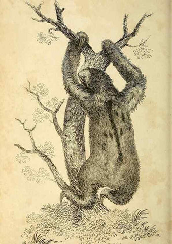 Reproducción/Reproduction 49825884353: General zoology, or Systematic natural history. London,Printed for G. Kearsley,1800-1826.. 