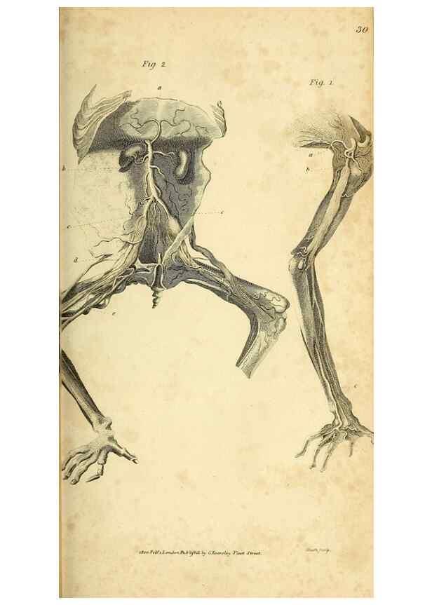 Reproducción/Reproduction 49825877228: General zoology, or Systematic natural history. London,Printed for G. Kearsley,1800-1826.. 
