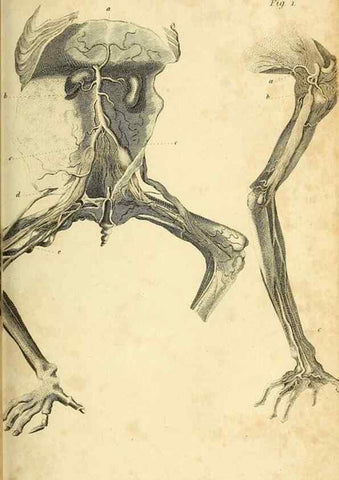 Reproducción/Reproduction 49825877228: General zoology, or Systematic natural history. London,Printed for G. Kearsley,1800-1826.. 