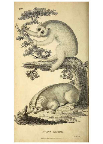 Reproducción/Reproduction 49825876928: General zoology, or Systematic natural history. London,Printed for G. Kearsley,1800-1826.. 