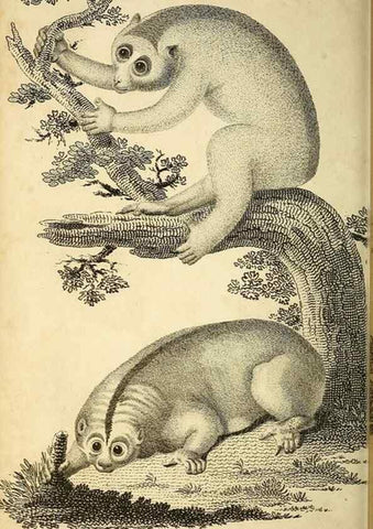 Reproducción/Reproduction 49825876928: General zoology, or Systematic natural history. London,Printed for G. Kearsley,1800-1826.. 