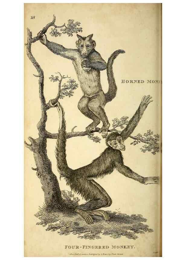 Reproducción/Reproduction 49825876563: General zoology, or Systematic natural history. London,Printed for G. Kearsley,1800-1826.. 