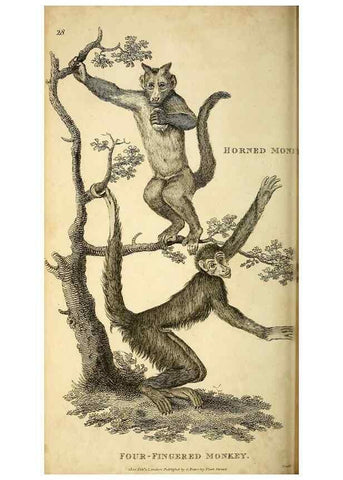 Reproducción/Reproduction 49825876563: General zoology, or Systematic natural history. London,Printed for G. Kearsley,1800-1826.. 