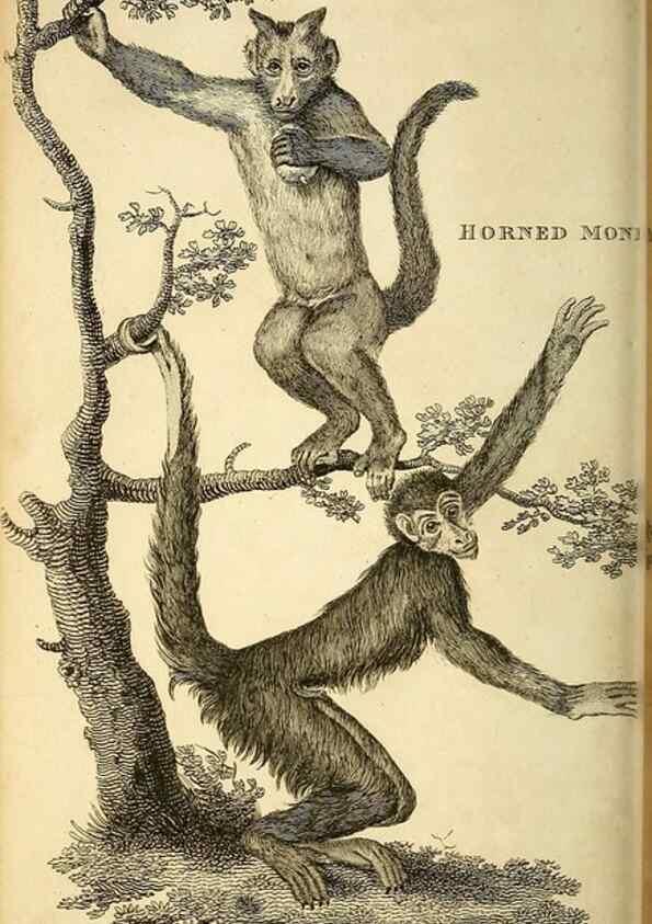 Reproducción/Reproduction 49825876563: General zoology, or Systematic natural history. London,Printed for G. Kearsley,1800-1826.. 