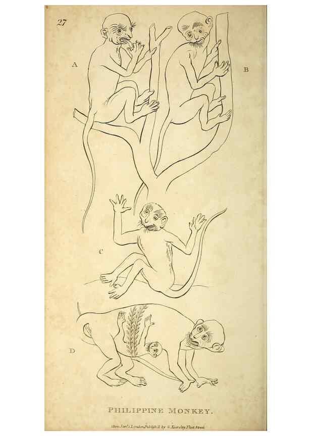 Reproducción/Reproduction 49826726157: General zoology, or Systematic natural history. London,Printed for G. Kearsley,1800-1826.. 