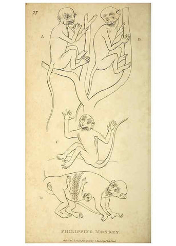 Reproducción/Reproduction 49826726157: General zoology, or Systematic natural history. London,Printed for G. Kearsley,1800-1826.. 