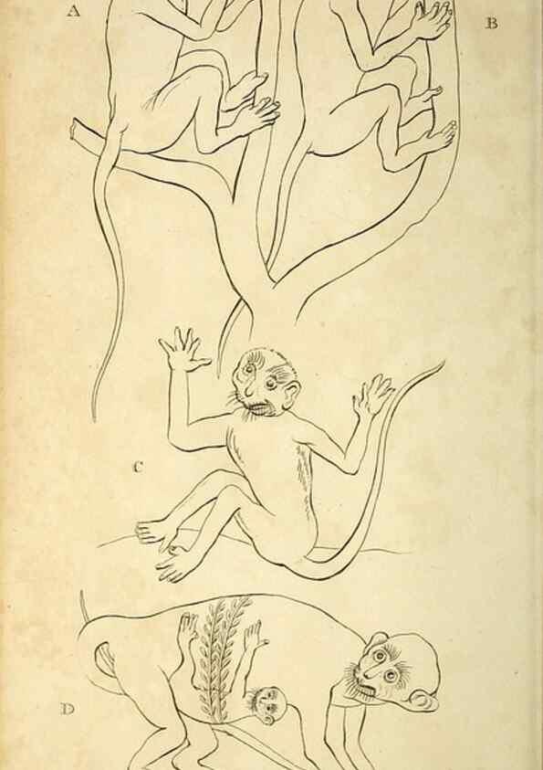 Reproducción/Reproduction 49826726157: General zoology, or Systematic natural history. London,Printed for G. Kearsley,1800-1826.. 
