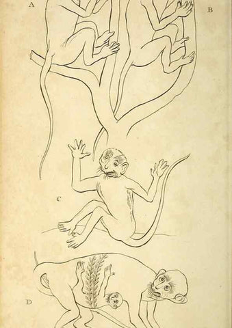 Reproducción/Reproduction 49826726157: General zoology, or Systematic natural history. London,Printed for G. Kearsley,1800-1826.. 