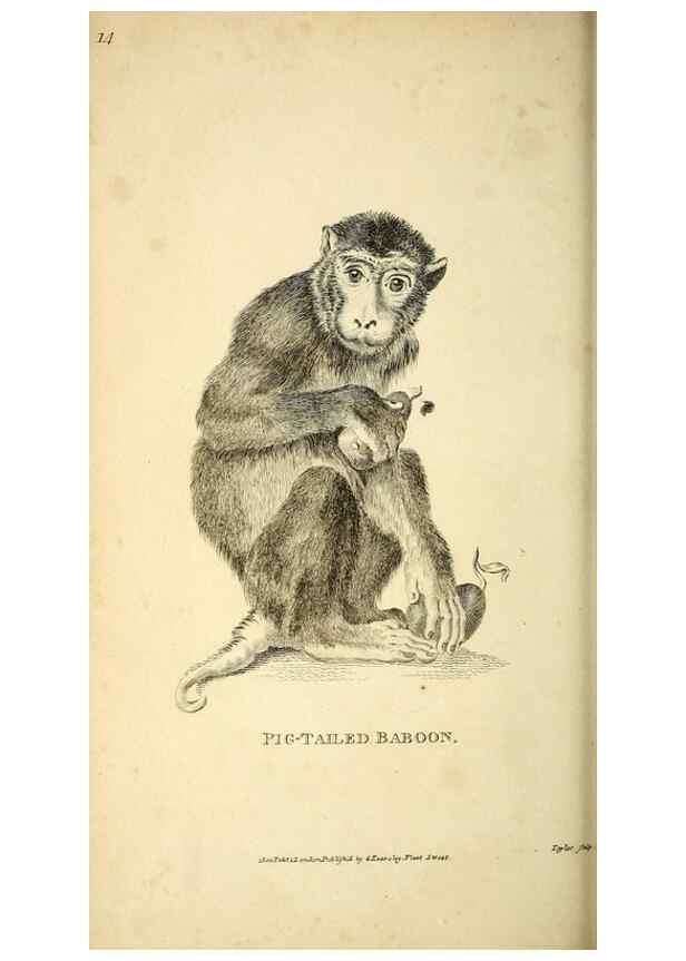 Reproducción/Reproduction 49825871293: General zoology, or Systematic natural history. London,Printed for G. Kearsley,1800-1826.. 