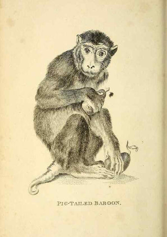 Reproducción/Reproduction 49825871293: General zoology, or Systematic natural history. London,Printed for G. Kearsley,1800-1826.. 