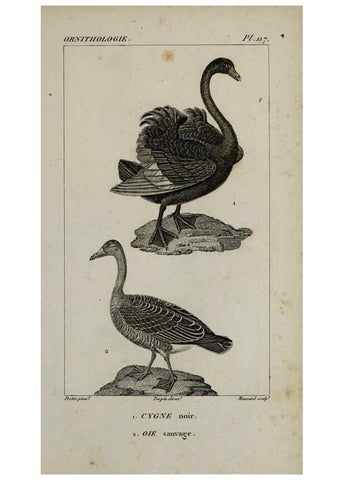 Reproducción/Reproduction 49825871368: Traité d'ornithologie, ou, Tableau méthodique des ordres, sous-ordres, familles, tribus, genres, sous-genres et races d'oiseaux :. Bruxelles :Chez F.G. Levrault ;1831.. 