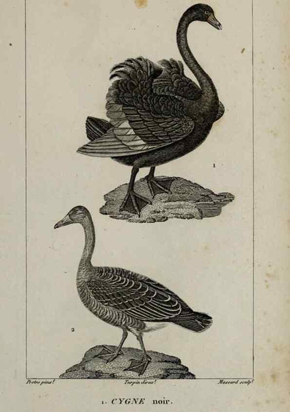 Reproducción/Reproduction 49825871368: Traité d'ornithologie, ou, Tableau méthodique des ordres, sous-ordres, familles, tribus, genres, sous-genres et races d'oiseaux :. Bruxelles :Chez F.G. Levrault ;1831.. 