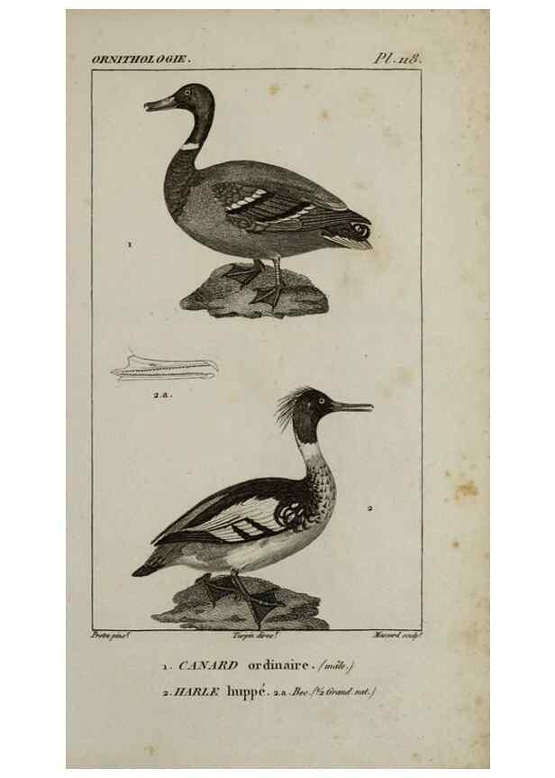 Reproducción/Reproduction 49825871803: Traité d'ornithologie, ou, Tableau méthodique des ordres, sous-ordres, familles, tribus, genres, sous-genres et races d'oiseaux :. Bruxelles :Chez F.G. Levrault ;1831.. 