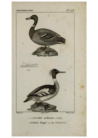 Reproducción/Reproduction 49825871803: Traité d'ornithologie, ou, Tableau méthodique des ordres, sous-ordres, familles, tribus, genres, sous-genres et races d'oiseaux :. Bruxelles :Chez F.G. Levrault ;1831.. 