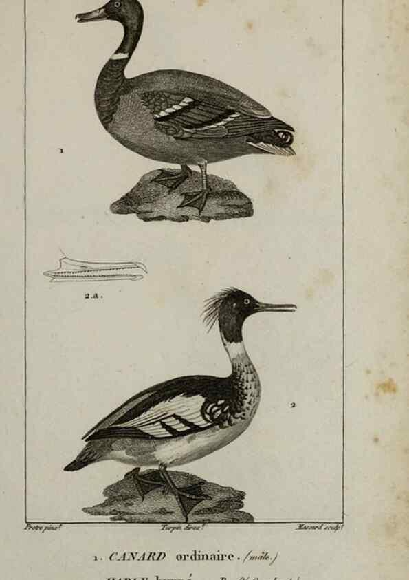 Reproducción/Reproduction 49825871803: Traité d'ornithologie, ou, Tableau méthodique des ordres, sous-ordres, familles, tribus, genres, sous-genres et races d'oiseaux :. Bruxelles :Chez F.G. Levrault ;1831.. 
