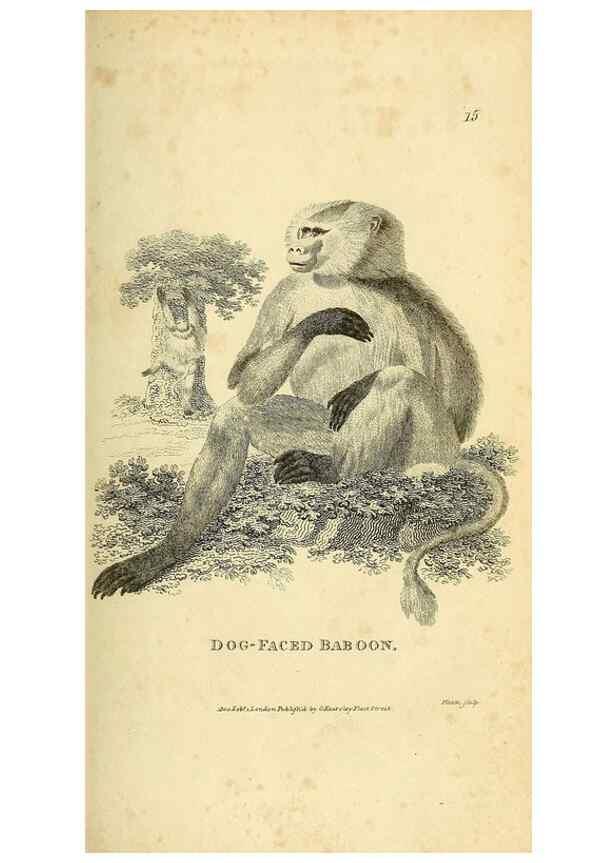 Reproducción/Reproduction 49825871898: General zoology, or Systematic natural history. London,Printed for G. Kearsley,1800-1826.. 