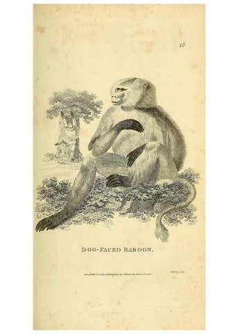 Reproducción/Reproduction 49825871898: General zoology, or Systematic natural history. London,Printed for G. Kearsley,1800-1826.. 