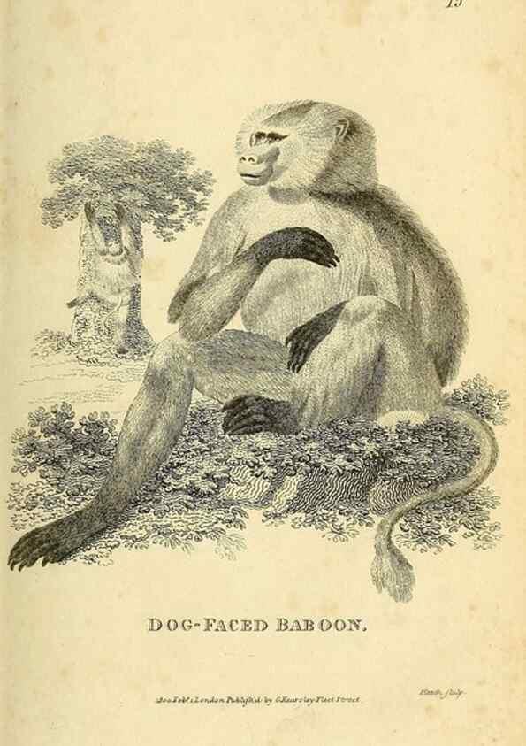 Reproducción/Reproduction 49825871898: General zoology, or Systematic natural history. London,Printed for G. Kearsley,1800-1826.. 