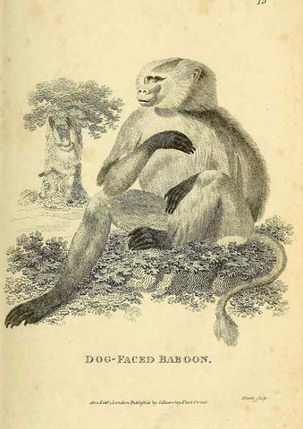 Reproducción/Reproduction 49825871898: General zoology, or Systematic natural history. London,Printed for G. Kearsley,1800-1826.. 
