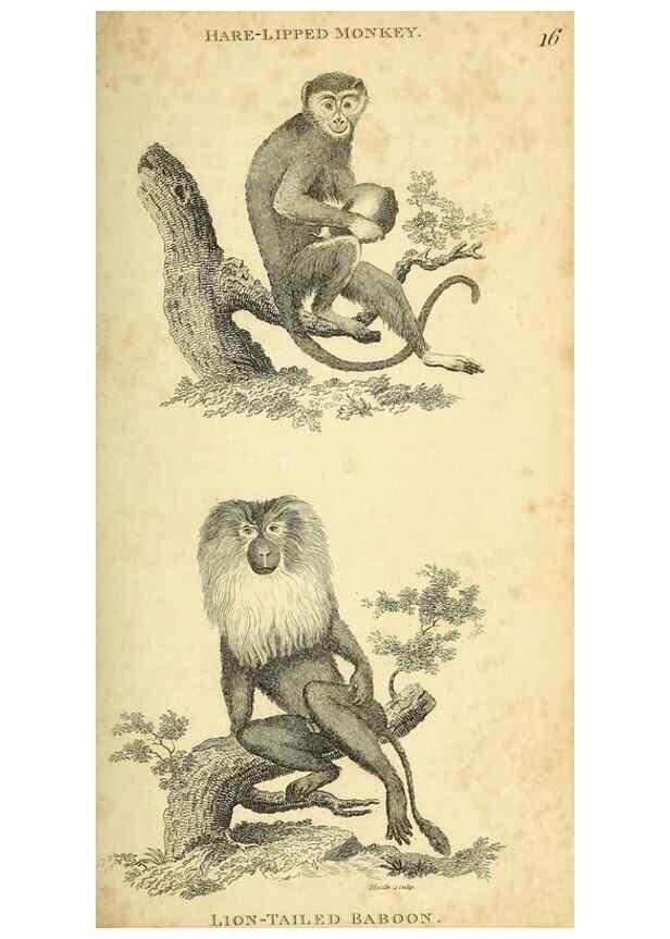 Reproducción/Reproduction 49826405676: General zoology, or Systematic natural history. London,Printed for G. Kearsley,1800-1826.. 