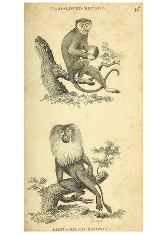 Reproducción/Reproduction 49826405676: General zoology, or Systematic natural history. London,Printed for G. Kearsley,1800-1826.. 