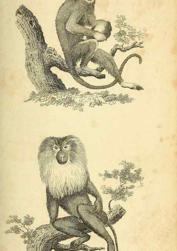 Reproducción/Reproduction 49826405676: General zoology, or Systematic natural history. London,Printed for G. Kearsley,1800-1826.. 