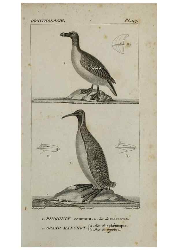 Reproducción/Reproduction 49826722717: Traité d'ornithologie, ou, Tableau méthodique des ordres, sous-ordres, familles, tribus, genres, sous-genres et races d'oiseaux :. Bruxelles :Chez F.G. Levrault ;1831.. 
