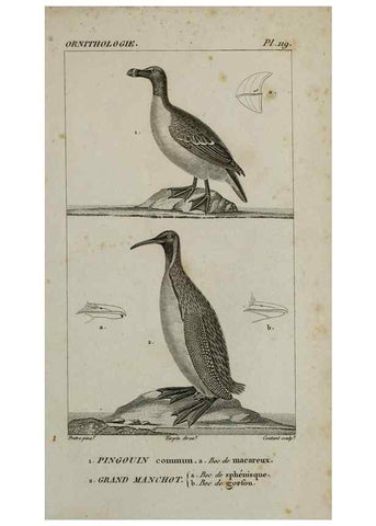 Reproducción/Reproduction 49826722717: Traité d'ornithologie, ou, Tableau méthodique des ordres, sous-ordres, familles, tribus, genres, sous-genres et races d'oiseaux :. Bruxelles :Chez F.G. Levrault ;1831.. 