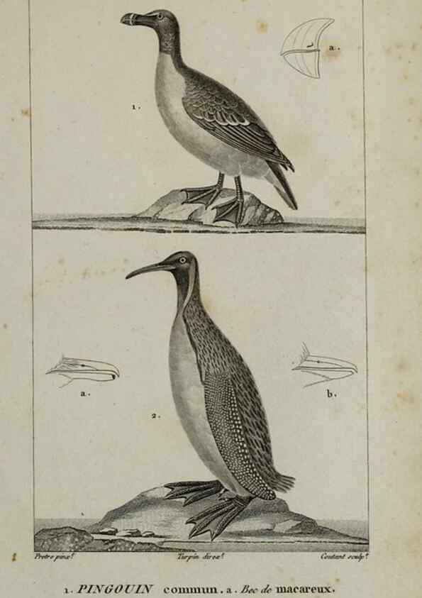 Reproducción/Reproduction 49826722717: Traité d'ornithologie, ou, Tableau méthodique des ordres, sous-ordres, familles, tribus, genres, sous-genres et races d'oiseaux :. Bruxelles :Chez F.G. Levrault ;1831.. 