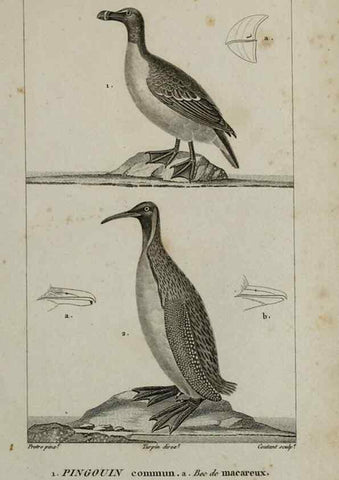 Reproducción/Reproduction 49826722717: Traité d'ornithologie, ou, Tableau méthodique des ordres, sous-ordres, familles, tribus, genres, sous-genres et races d'oiseaux :. Bruxelles :Chez F.G. Levrault ;1831.. 