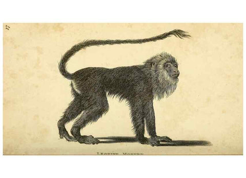 Reproducción/Reproduction 49825872893: General zoology, or Systematic natural history. London,Printed for G. Kearsley,1800-1826.. 