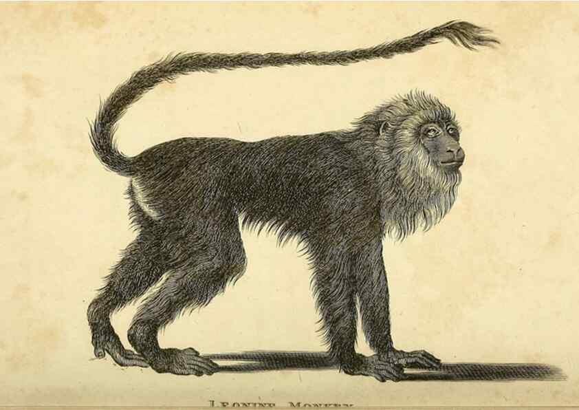 Reproducción/Reproduction 49825872893: General zoology, or Systematic natural history. London,Printed for G. Kearsley,1800-1826.. 