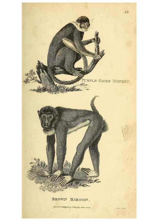 Reproducción/Reproduction 49826721327: General zoology, or Systematic natural history. London,Printed for G. Kearsley,1800-1826.. 