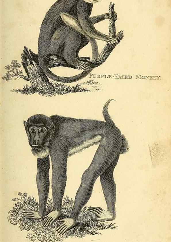 Reproducción/Reproduction 49826721327: General zoology, or Systematic natural history. London,Printed for G. Kearsley,1800-1826.. 
